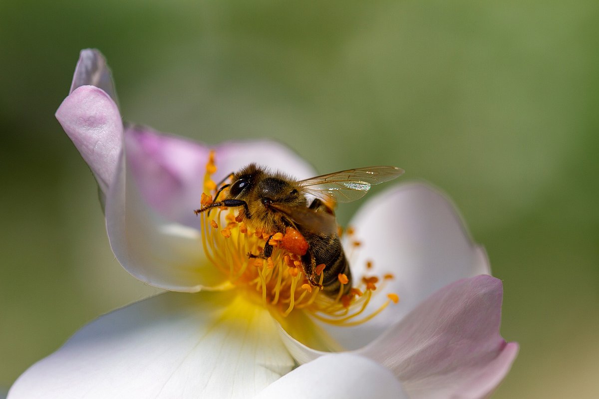 Biene beim Pollensammeln auf Wildrose