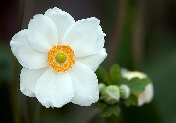 summer-anemone