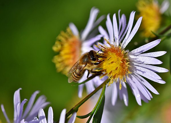 Aster mit Biene